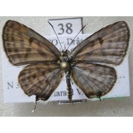 Tarucus rosacea (Austaut, 1885) male Morocco38